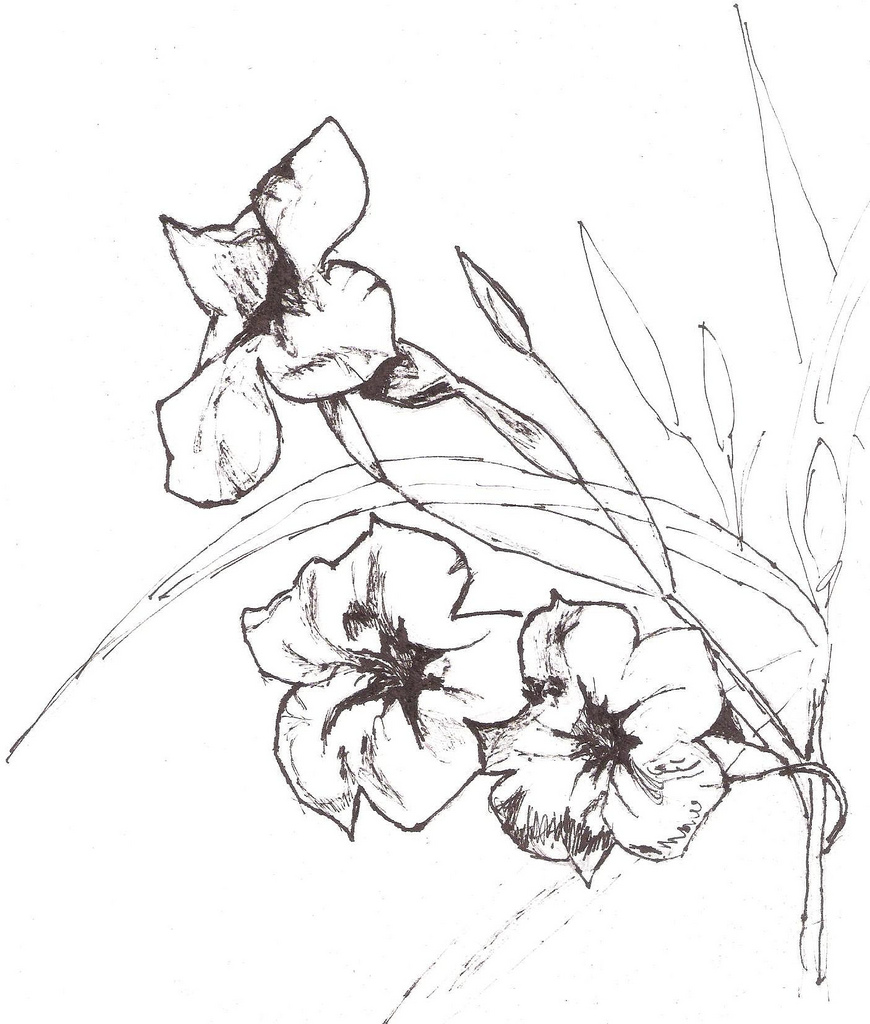 870x1024 Touch In Nature Pen Sketches Of Petunia Flowers I Like