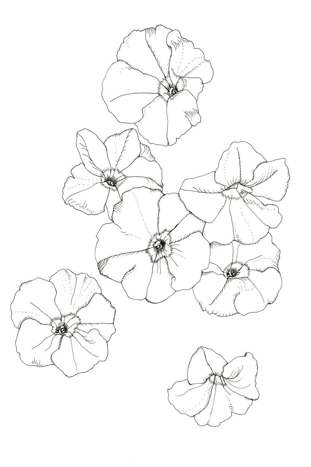1000x1501 P Petunia.