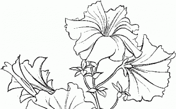 356x220 Petunia Archives