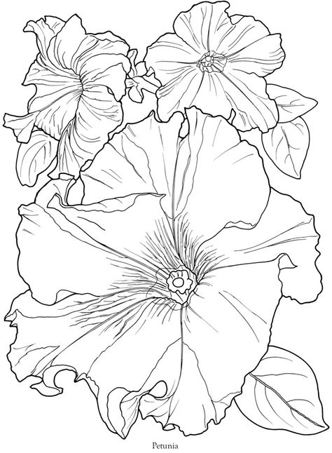 474x646 Pin By Judy Lipscomb On Flower Sketch Images Adult