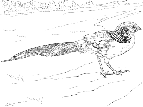 480x360 Golden Pheasant Walking Coloring Page Free Printable Coloring Pages