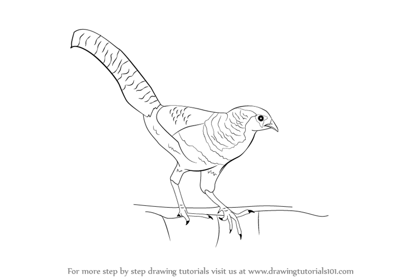 800x566 Learn How To Draw A Lady Amherst's Pheasant (Birds) Step By Step