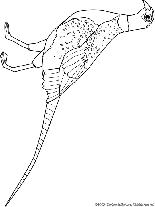 540x720 Pheasant Audio Stories For Kids Amp Free Coloring Pages From Light