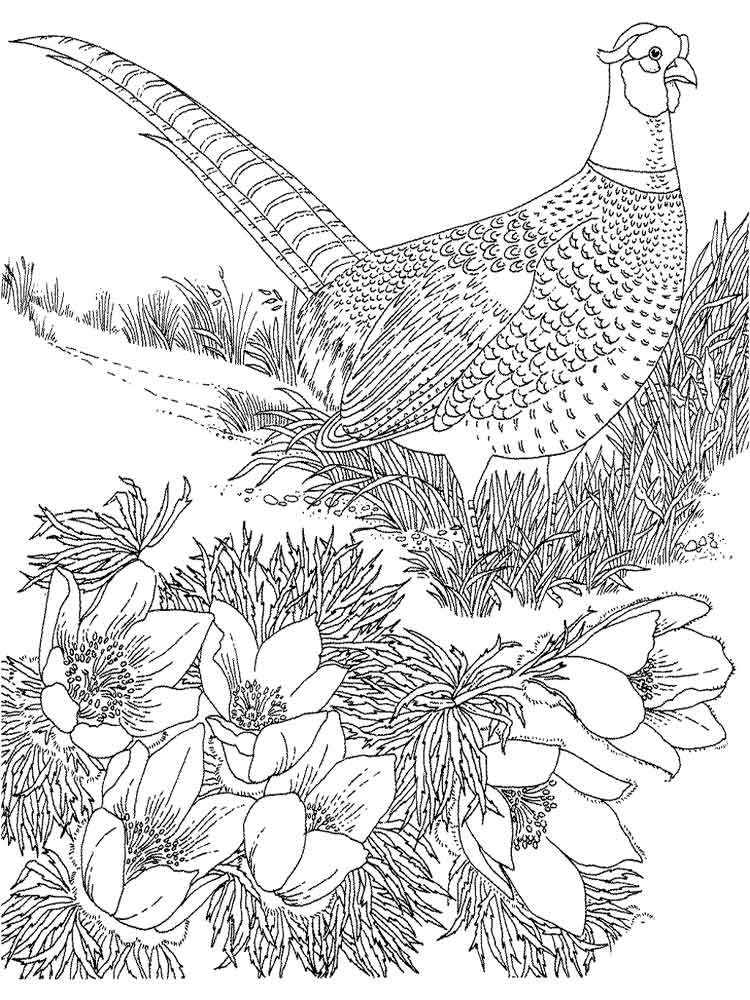 750x1000 Pheasant Animal Coloring Pages