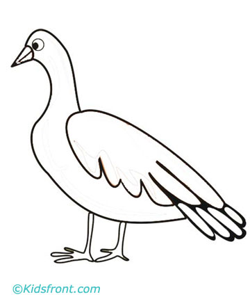 360x440 Pheasant Coloring Pages Printable