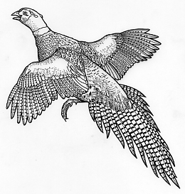 260x273 Line Drawings Of Hunting Scenes Drawings I Like