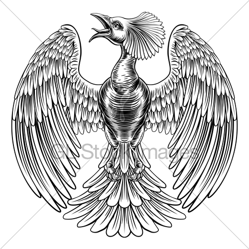 500x500 Peacock Phoenix Bird Design Gl Stock Images