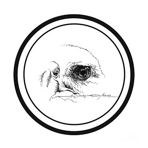 300x300 Philippine Eagle Drawings Fine Art America