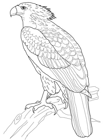 360x480 Philippine Eagle Coloring Page Free Printable Coloring Pages