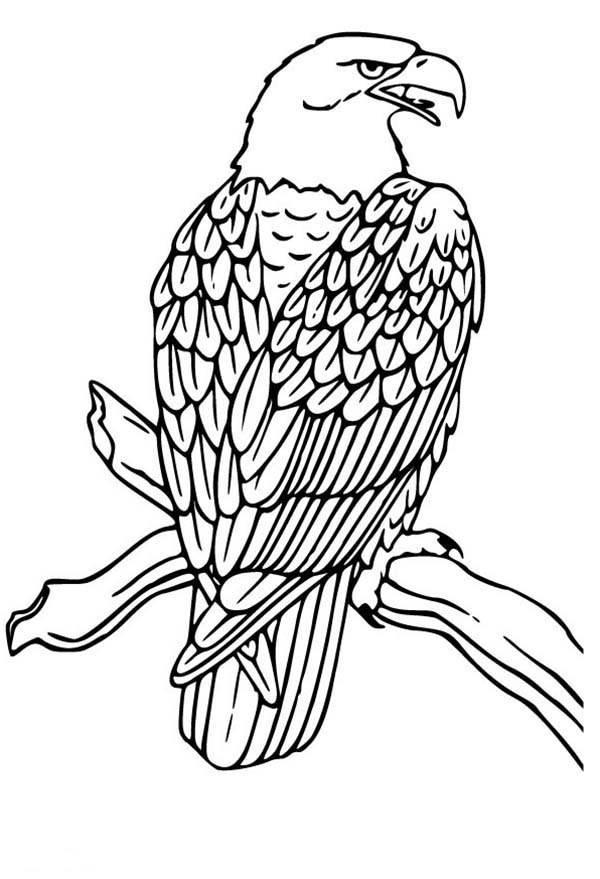 600x879 Eagle Drawings Coloring Pages Philadelphia Eagles Coloring Pages