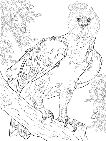 360x480 American Harpy Eagle Coloring Page Free Printable Coloring Pages