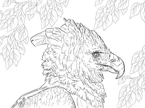 480x360 Harpy Eagle With Monkey