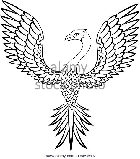 474x540 Phoenix Bird Black And White Stock Photos Amp Images