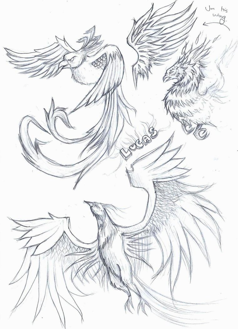 760x1050 Phoenix Tattoo Sketch By Elenoosh