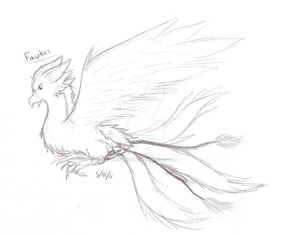 982x814 Fawkes The Phoenix Sketch By Growlithefire74