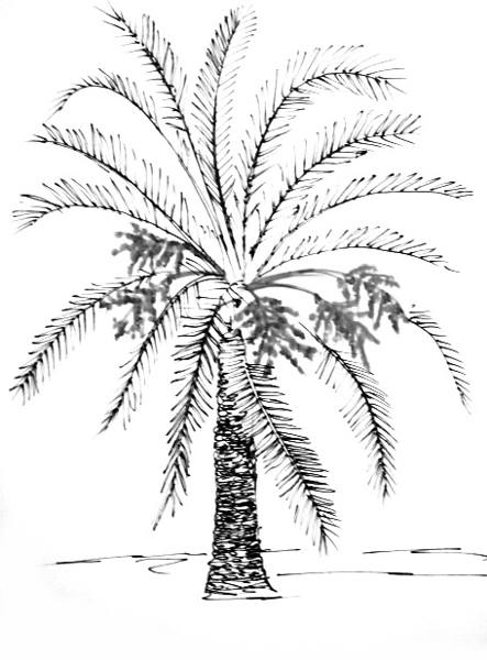 443x600 How To Draw A Date Palm Tree