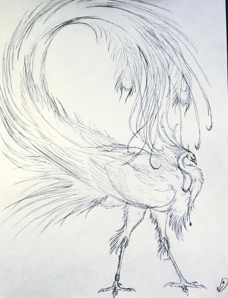734x960 Phoenix Pencil Sketch By Shokokuphoenix