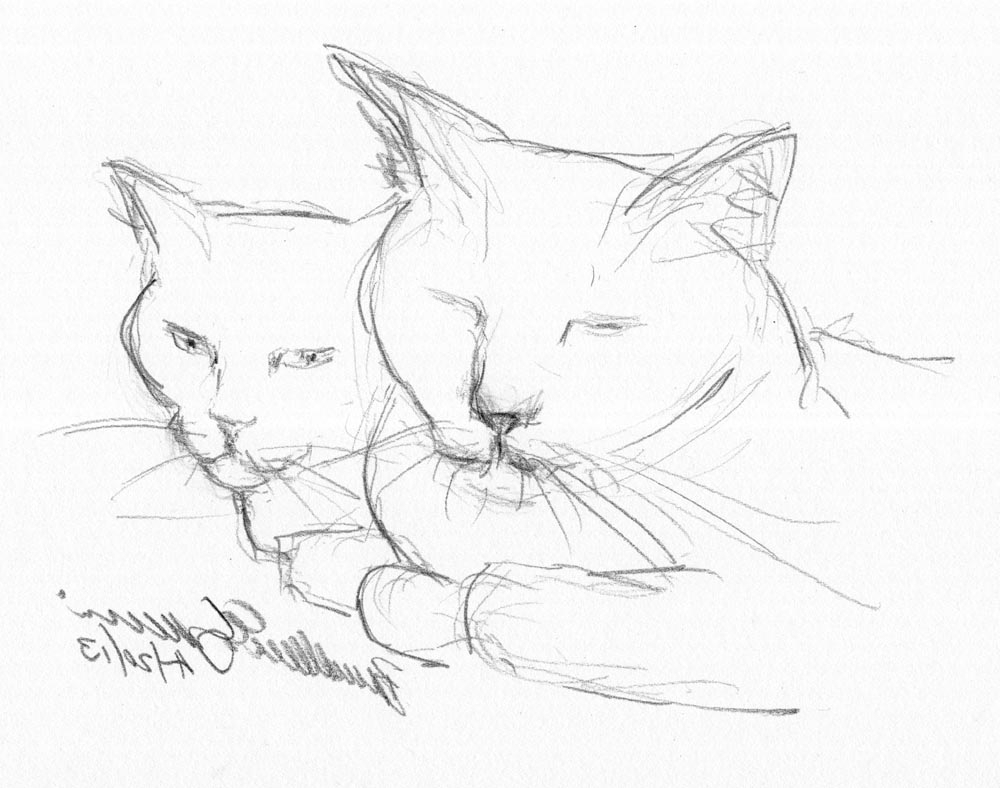 1000x788 Animals Kids Pencil Sketch Simple Pencil Sketches Of Animals