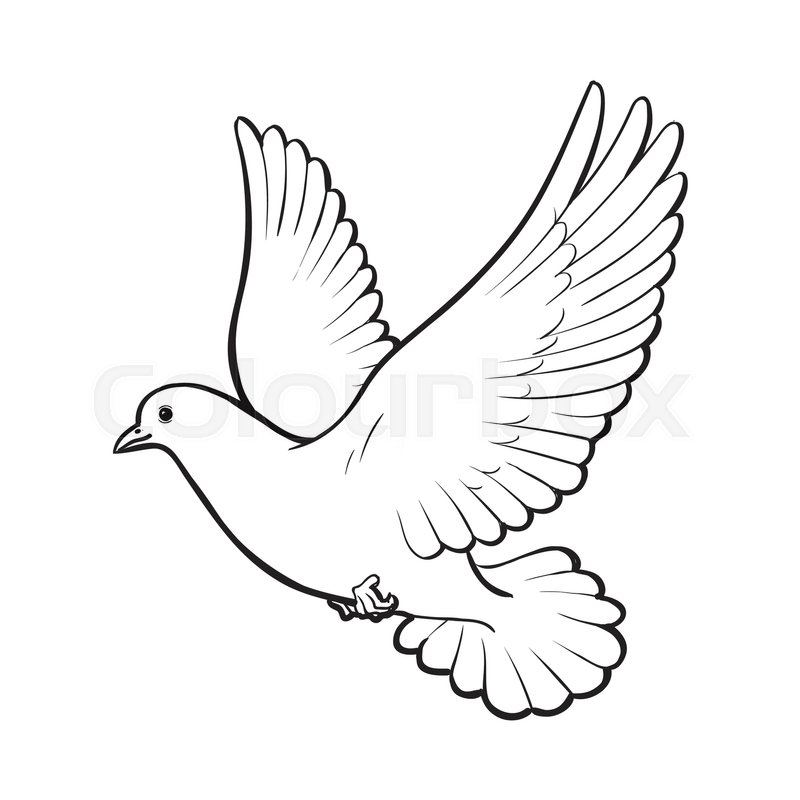 800x800 Free Flying White Dove, Sketch Style Vector Illustration Isolated