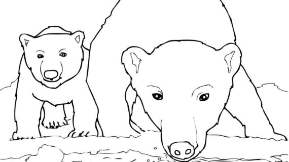570x320 Polar Bear Outline Drawing Polar Bear Drawing