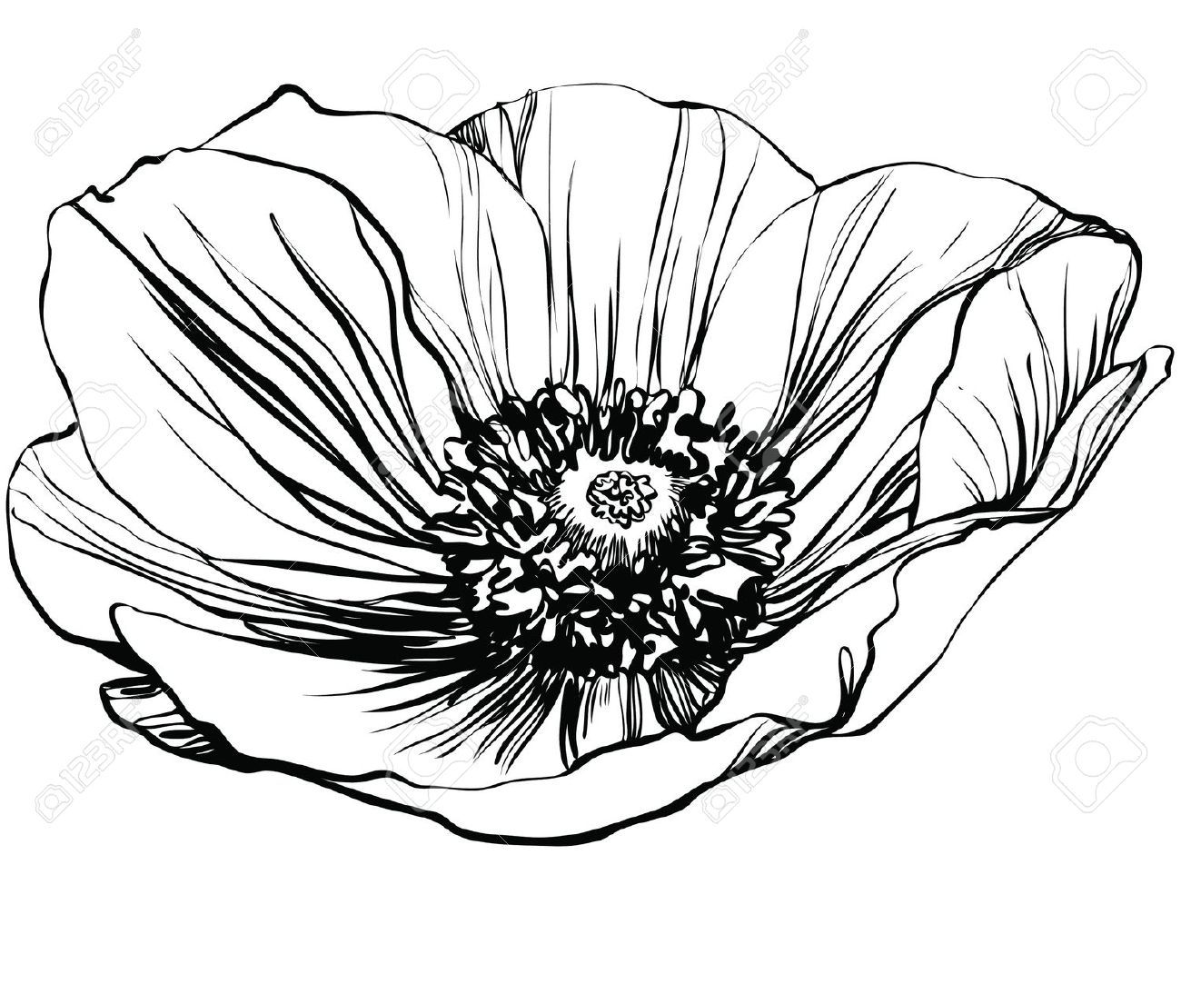 1300x1083 White Poppy Drawing Images Tattoos Poppy Drawing