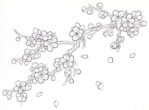 564x419 Cherry Blossom Drawing Images