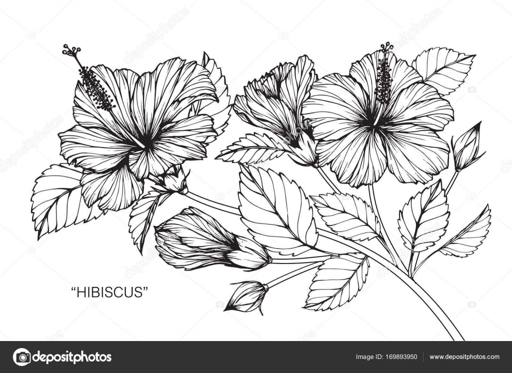 1024x746 Hibiscus Flower. Drawing And Sketch With Black And White Line Art