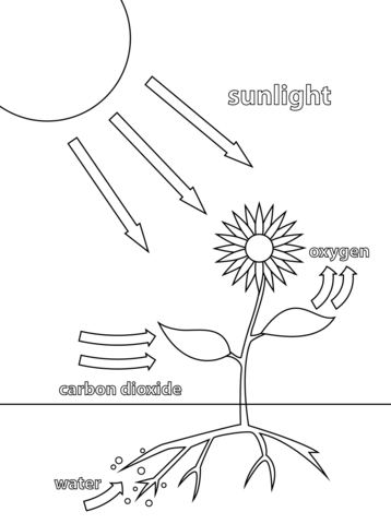 358x480 Photosynthesis Coloring Page Free Printable Coloring Pages
