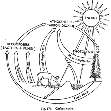 383x383 Science Fair Project On Photosynthesis (With Experiments)