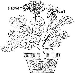 286x283 Parts Of A Flower Coloring Page Teacher's Lounge