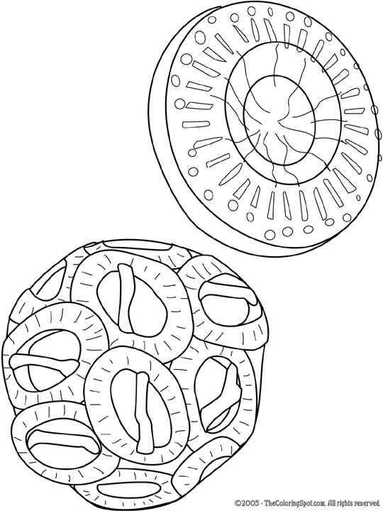 540x720 Phytoplankton Audio Stories For Kids Amp Free Coloring Pages