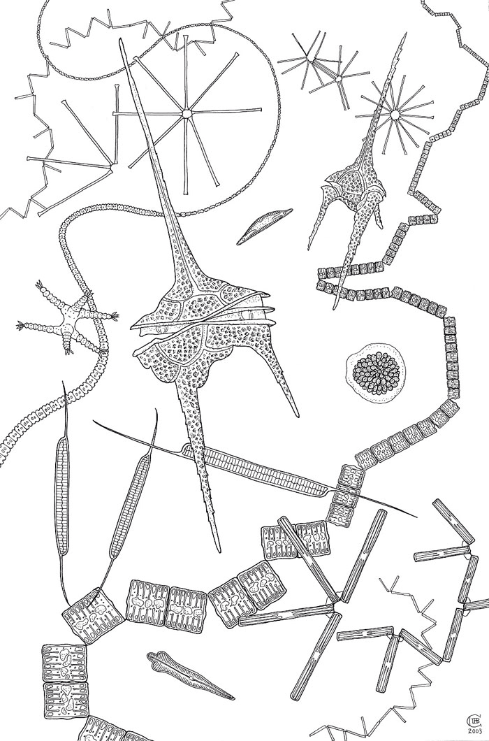700x1060 Phytoplankton Microscopy
