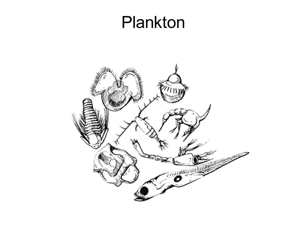 960x720 Plankton.
