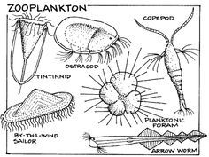 236x177 Phytoplankton Tattoo Ideas Tattoo