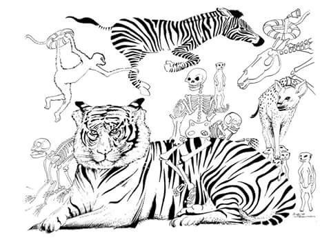 480x348 Life Of Pi, Ink Drawing, Inkdrawings