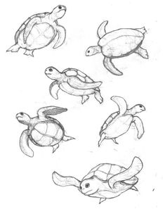 235x297 Learn How To Draw A Sea Turtle Using These Easy Instructions