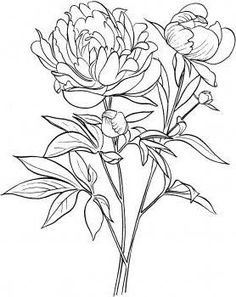 236x297 Peony Flower Line Drawing Sketch Coloring Page