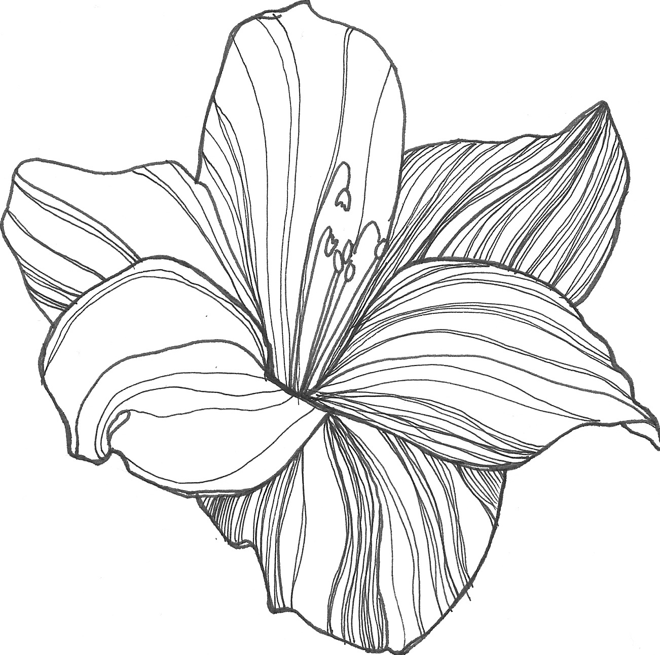 1302x1292 A Drawing Of A Flower How To Draw Joba Flower Solution For How