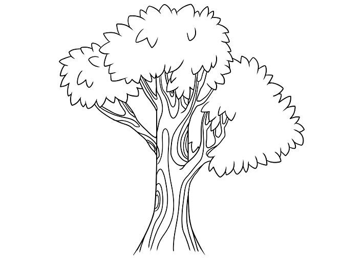 670x503 Tree Drawing