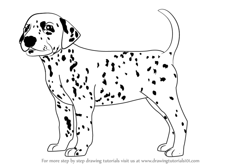 800x566 Learn How To Draw A Dalmatian Dog (Dogs) Step By Step Drawing