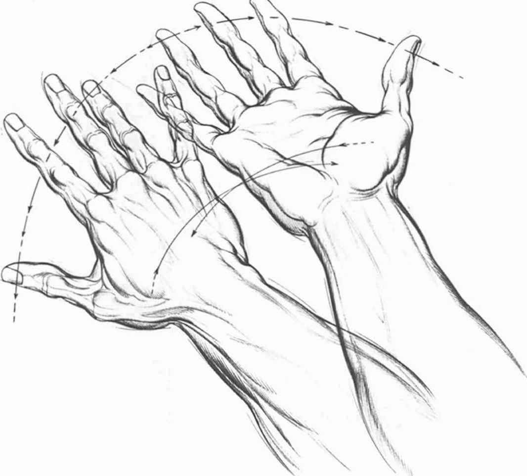 1066x962 Hand Palm Drawing