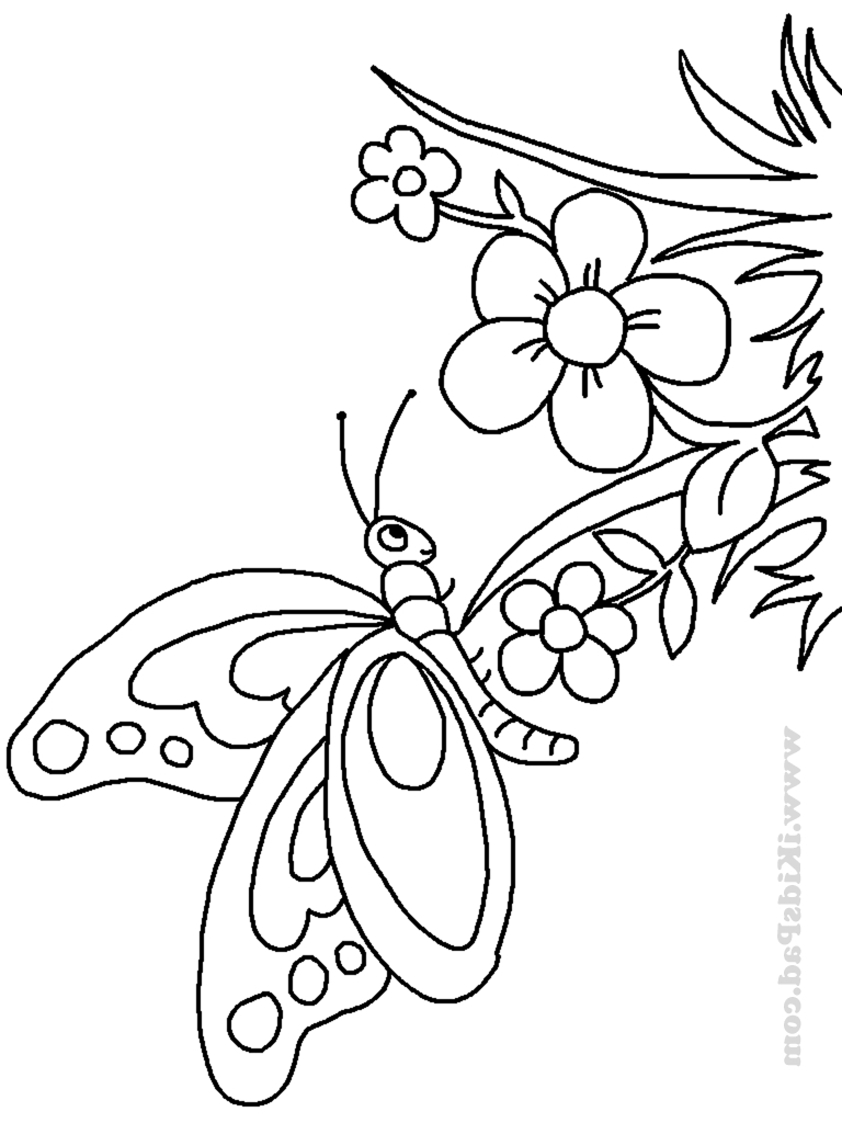 768x1024 Line Drawing Butterfly Home Plan Maker