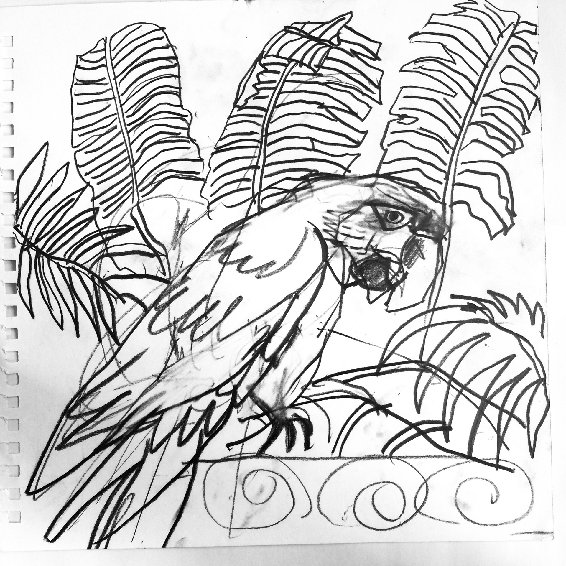 1920x1920 Original Pencil Drawings, Sketches Of Birds, Tropical Flowers