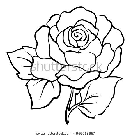 450x470 Outline Drawing Pictures Isolated Rose Outline Drawing Stock Line