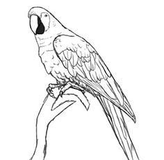 236x230 How To Draw Parrots, Draw Macaws Art Drawings