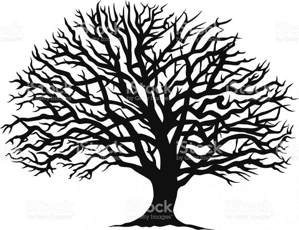 974x749 Coloring Pages Cute Oak Tree Line Drawing Coloring Pages Oak