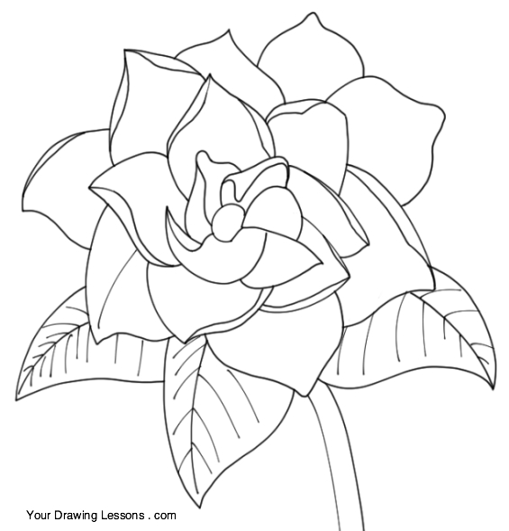 565x589 How To Draw A Gardenia Your Drawing Lessons