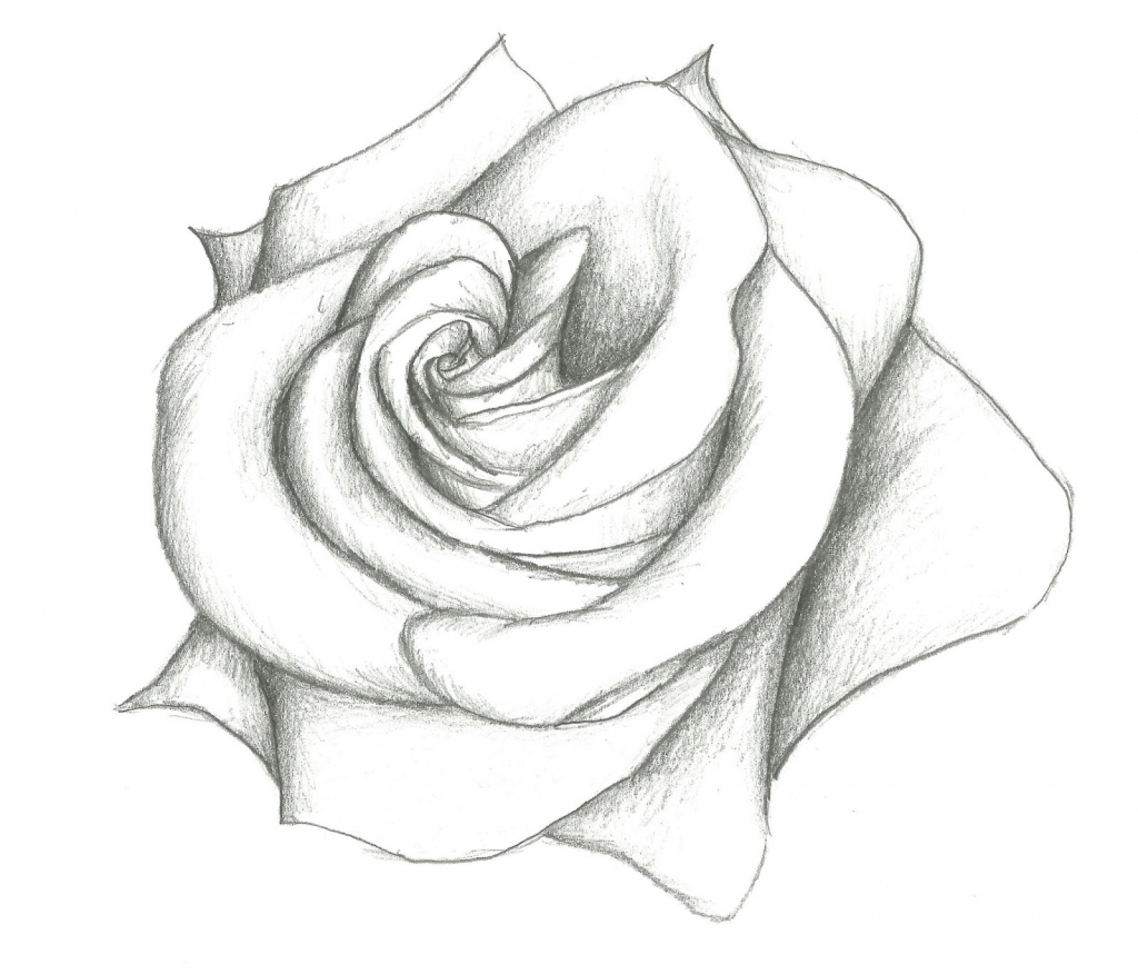 1024x876 Simple Pencil Drawings Of Flowers Rose Drawing Simple Related