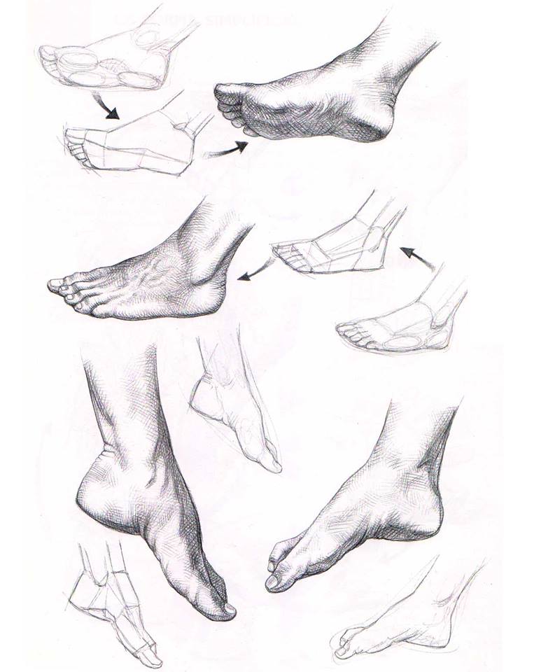 793x960 El Pie Humano Mostrando La Planta Y Superficie Del Pie