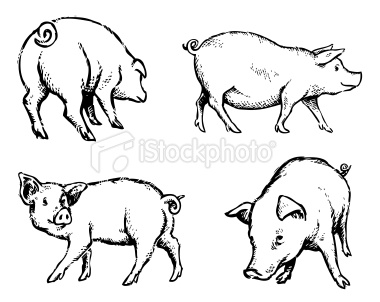 380x302 Hand Drawn Illustration Of Some Pigs In A Few Different Poses
